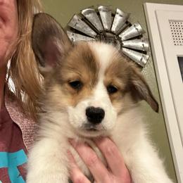 Kit Kat - Sable male Pembroke Welsh Corgi puppy in New Auburn, Wisconsin from Cordell Corgis