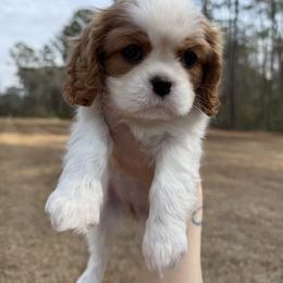 Cavalier King Charles Spaniel Puppies from Farmhouse Cavaliers NC