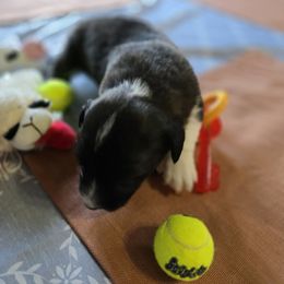 Cardigan Welsh Corgi Puppies from Savage Family Farm