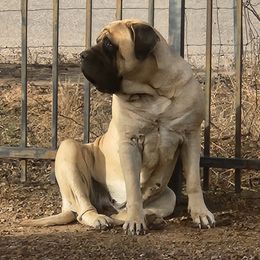 Rhonda - Mastiff
