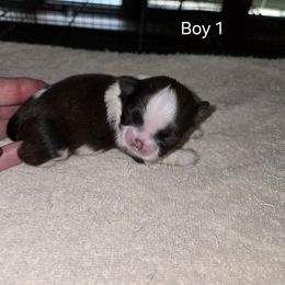 Boy 1 - Gold and white male Shih Tzu puppy in Hampstead, Maryland from Dunhaven Farms