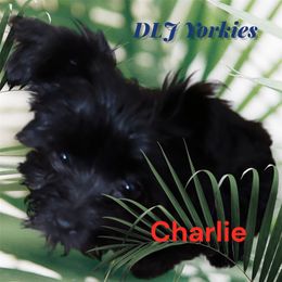 Yorkshire Terrier puppies from DLJ Yorkies