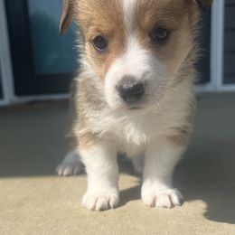 Virginia - Sable female American Corgi puppy in Brownstown, Indiana from Brave Country Kennels