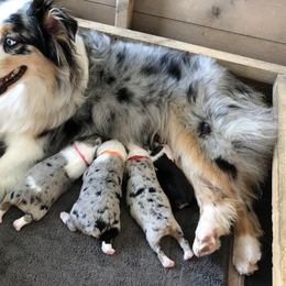 Australian Shepherd Puppies from Satterfield Family Farms