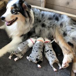 Australian Shepherd Puppies from Satterfield Family Farms