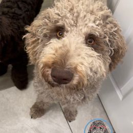 Goldendoodles and Labradoodles from Mi Best Doodle Ever, LLC