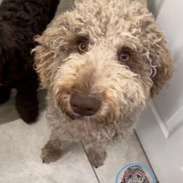 Goldendoodles and Labradoodles from Mi Best Doodle Ever, LLC