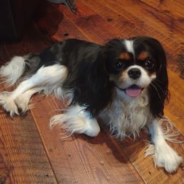 Cavalier King Charles Spaniels from Blackstone Cavaliers