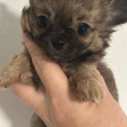 Owen - Chocolate sabled fawn male Chihuahua puppy in Coweta, Oklahoma from Green Country Chihuahuas