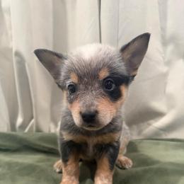 Dingo - Blue speckled male Australian Cattle Dog puppy in Rosharon, Texas from 4Surge Cattle Dogs