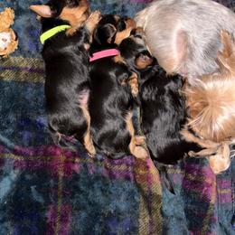 Yorkshire Terrier puppies from Diamond in a Rough Yorkies