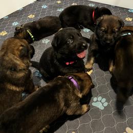 German Shepherd puppies from Lisa's Canines
