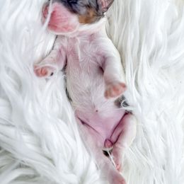 Girl 1 - Merle female Cockapoo puppy in Otisville, Michigan from Danie’s Darling Doodles LLC