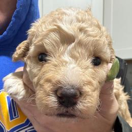 Apricot - Yellow and white male Bernedoodle puppy in Petersburg, Michigan from Brittany’s Mini Bernedoodles