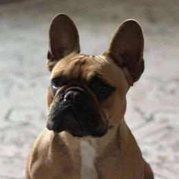 Francesca - French Bulldog