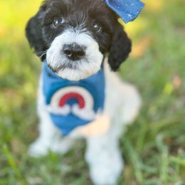 Goldendoodle Puppies from Summer Sun Doodles