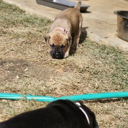 Cane Corso Puppies from Rosalez Kennel
