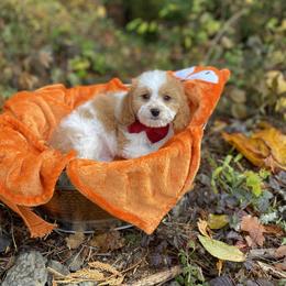 Cavapoo, Cockapoo, and Poodle Puppies from Heavenly puppies to love