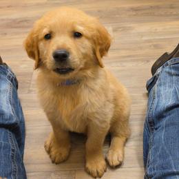 Boy 6 (lime green collar) - Dark golden male Golden Retriever puppy in Lawtey, Florida from Rise and Shine Goldens