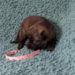 Light Pink - Sable female German Shepherd puppy in Motley, Minnesota from Von Thomson Haus