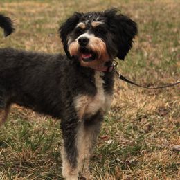 Willow - Bernedoodle
