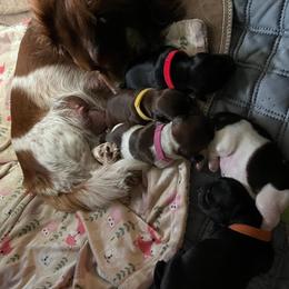 Black and Tan Piebald - Piebald female Dachshund puppy in Austin, Texas from Glorious Minis