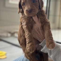 Australian Labradoodle Puppies from My Three Doodles