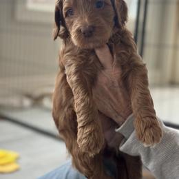 Australian Labradoodle Puppies from My Three Doodles