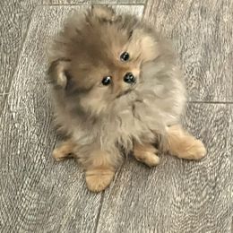 Pomeranian Puppies from PomTree tribe