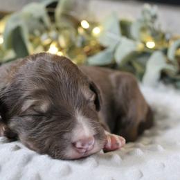 Comet - White and gold male Bordoodle puppy in Ashland, Ohio from Cherry Blossom Doodles