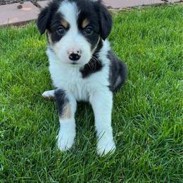 Boy 1 - Tri-color male Border Collie puppy in Centerville, Washington from Forthright Farms