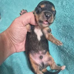 Moe - Black and tan male Dachshund puppy in Aiken, South Carolina from Paragon Puppies