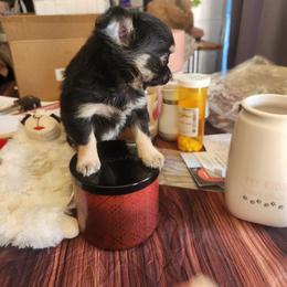 So.Cal Midnight Ridge - Black and tan male Chihuahua puppy in Apple Valley, California from So.Cal Chihuahuas & Jumping Jack's Russell Terriers
