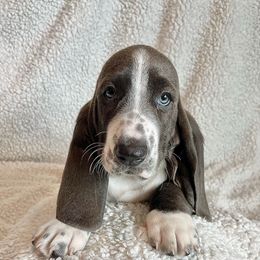 Danny - Blue tan and white male Basset Hound puppy in Kingsport, Tennessee from Bear’s Bassets