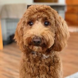 Rosie - Goldendoodle