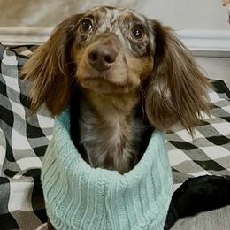 Dachshund Puppies from FLYING L Dachshund Academy