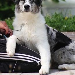 Australian Shepherd All Grown Up from Windmill Australian Shepherds