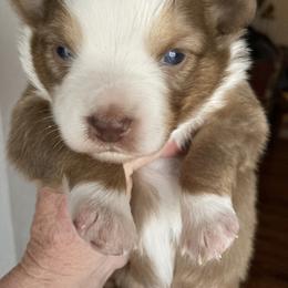 Miniature American Shepherd Puppies from Fuzzbottom Miniature American Shepherd