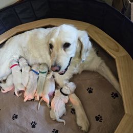Golden Retriever puppies from Lightning Oak Acres
