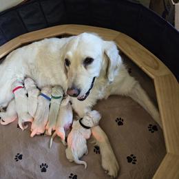 Golden Retriever puppies from Lightning Oak Acres