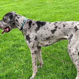 Great Danes from Joyel's Great Danes