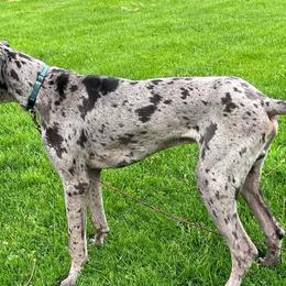 Great Danes from Joyel's Great Danes