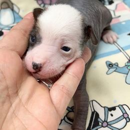 Kai - Slate male Chinese Crested puppy in Henderson, Kentucky from Western Kentucky Chihuahua’s and Chinese Crested’s