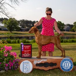 Fannie - Vizsla
