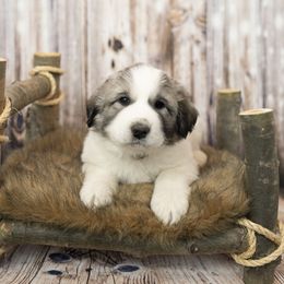 Brown Collar (Denver) - White Great Pyrenees puppy in Colorado from EverestSnow Pyrenees