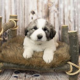Brown Collar (Denver) - White Great Pyrenees puppy in Colorado from EverestSnow Pyrenees