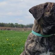 Perro de Presa Canarios from MidwestPresa