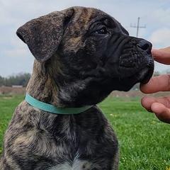 Perro de Presa Canarios from MidwestPresa