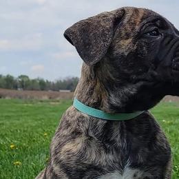 Perro de Presa Canarios from MidwestPresa