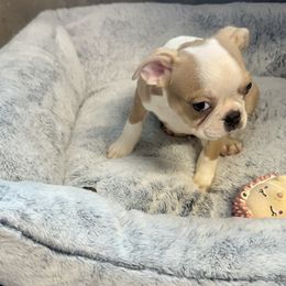 Pete - Red male Boston Terrier puppy in Rosston, Arkansas from Green Acre Boston Terriers
